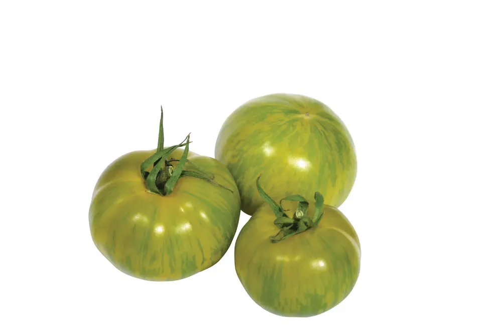 Tomato Tigerella Green 500g Netherlands
